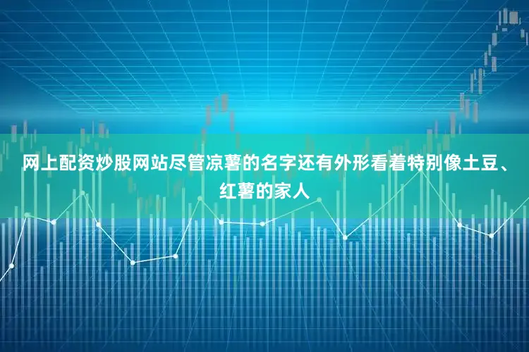 网上配资炒股网站尽管凉薯的名字还有外形看着特别像土豆、红薯的家人